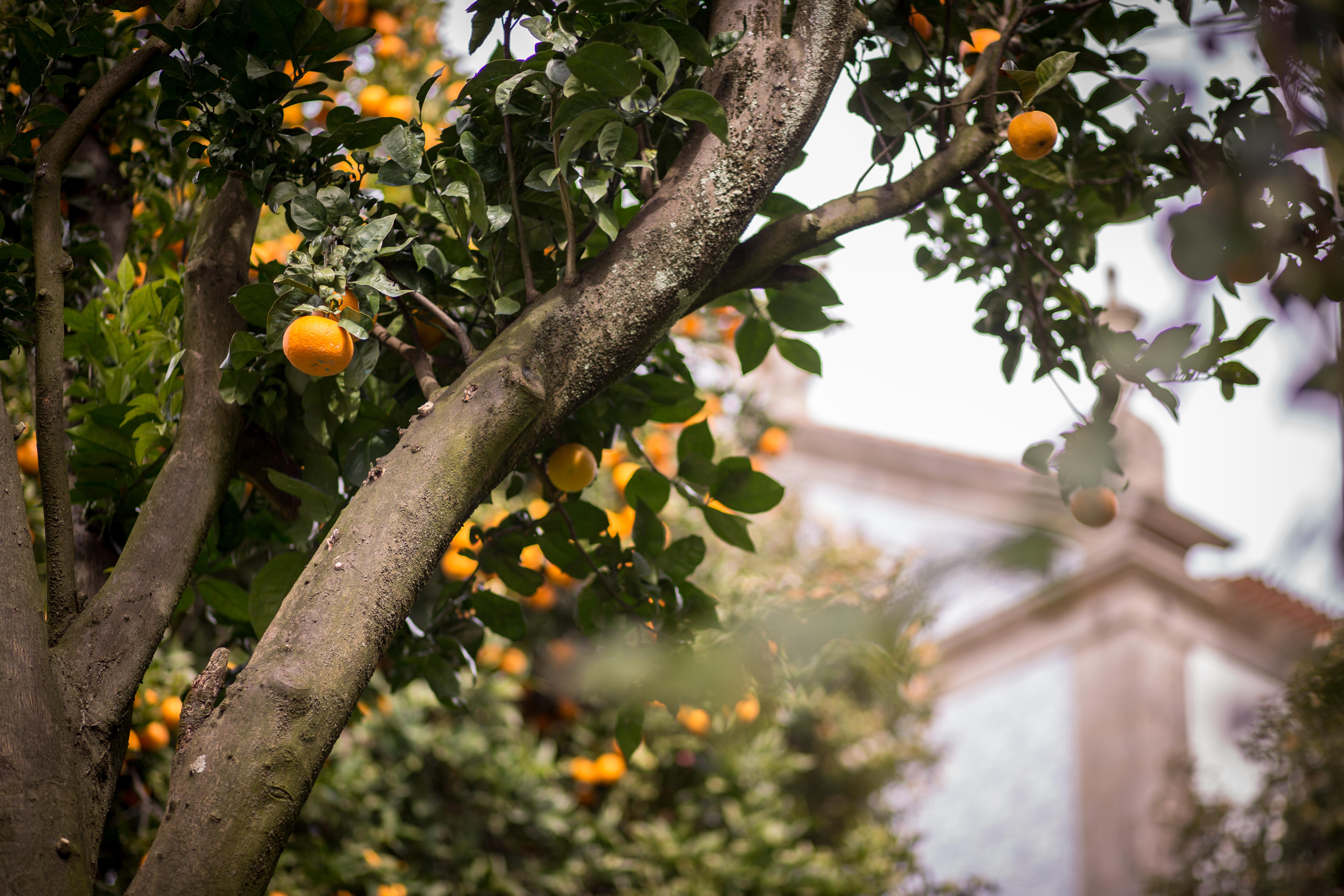 Quinta Sao Miguel De Arcos Ξενοδοχείο Arcos  Εξωτερικό φωτογραφία